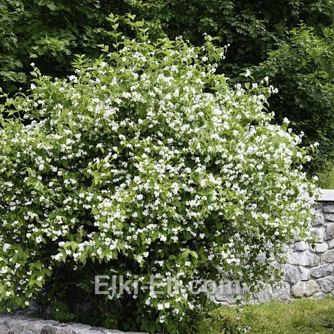 Чубушник венечный в ландшафте, фото