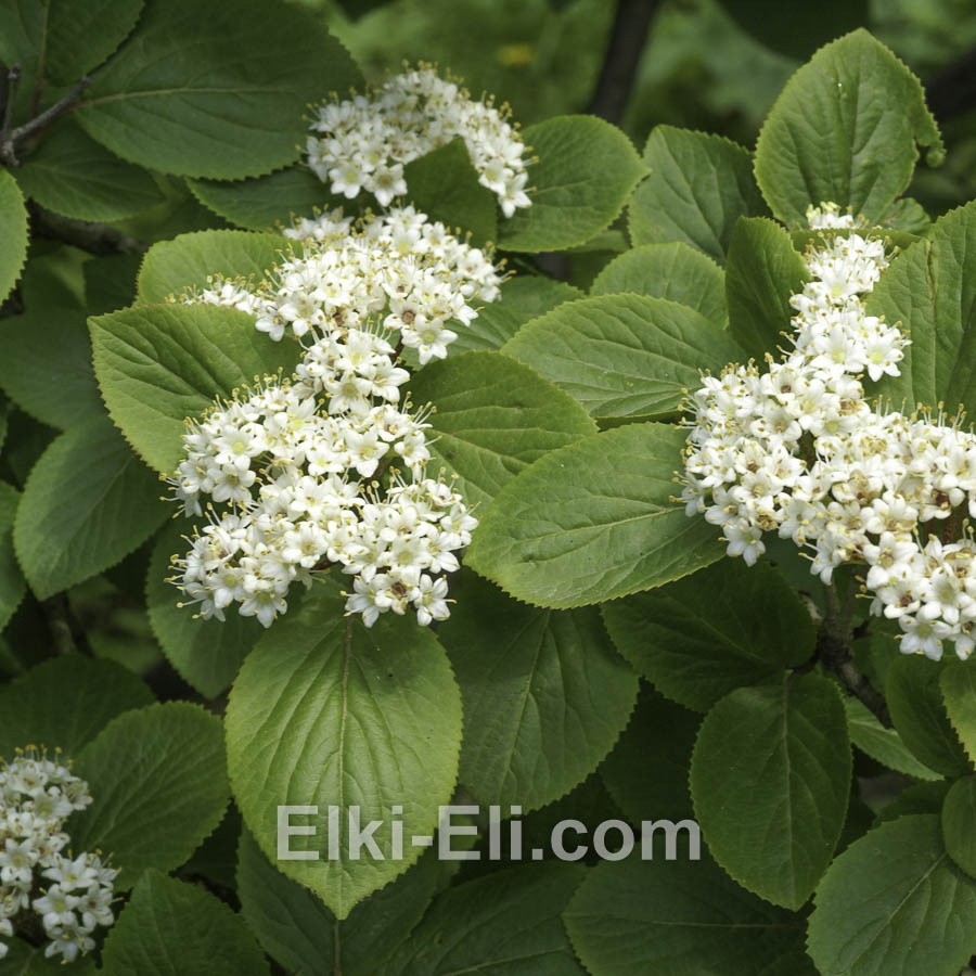 Калина гордовина в горшке, фото листвы Калина гордовина в горшке, фото листвы