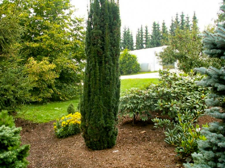 Тис ягодный Fastigiata Robusta в ландшафтном дизайне Тис ягодный Fastigiata Robusta в ландшафтном дизайне