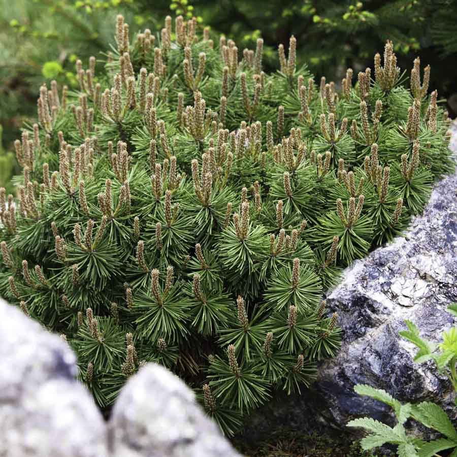 Сосна горная Mops в горшке, фото в ландшафте