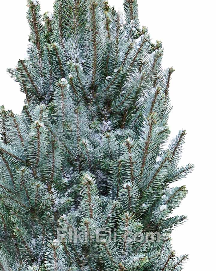 Ель колючая Изели, живое новогоднее дерево в емкости (горшке), фото хвои