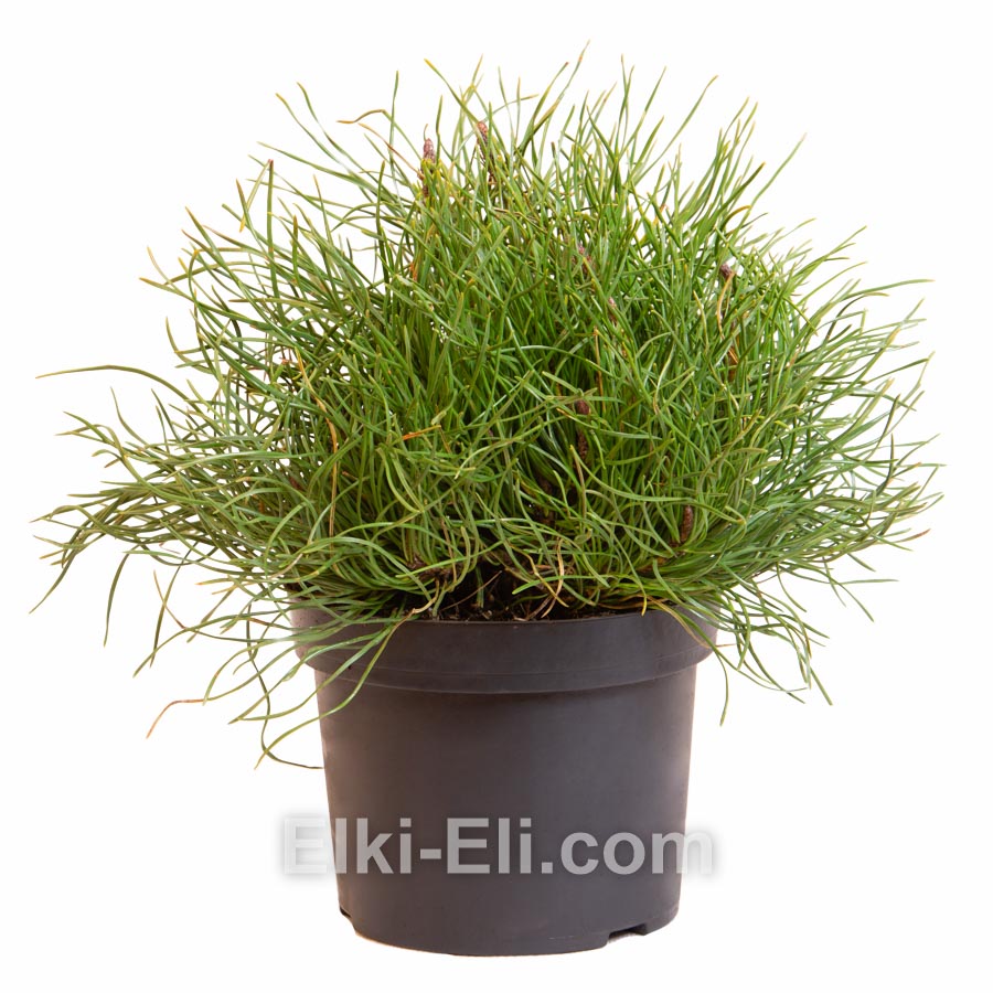 Сосна горная в горшке, фото