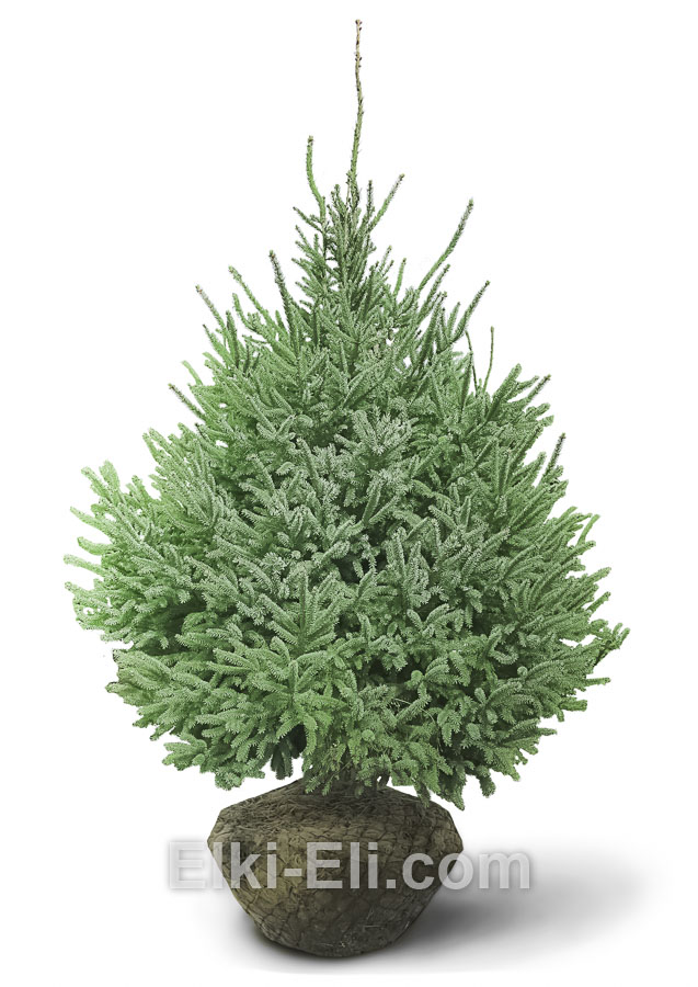 Ель Чёрная с комом земли для высадки