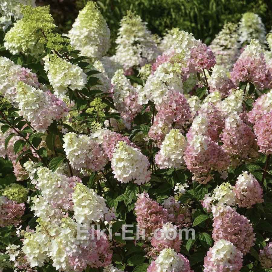 Гортензия метельчатая Vanille-Fraise в горшке, фото цветков