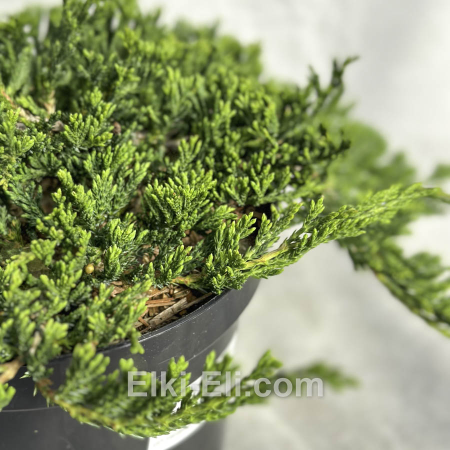 Можжевельник горизонтальный Prince of Wales в горшке Можжевельник горизонтальный Prince of Wales в горшке