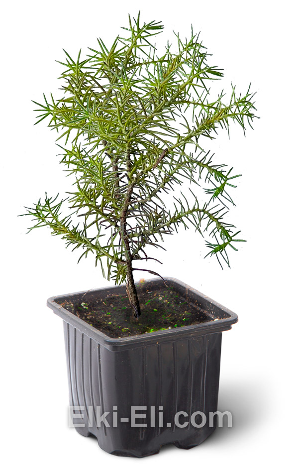 Криптомерия японская Элеганс Виридис, 20-40 см