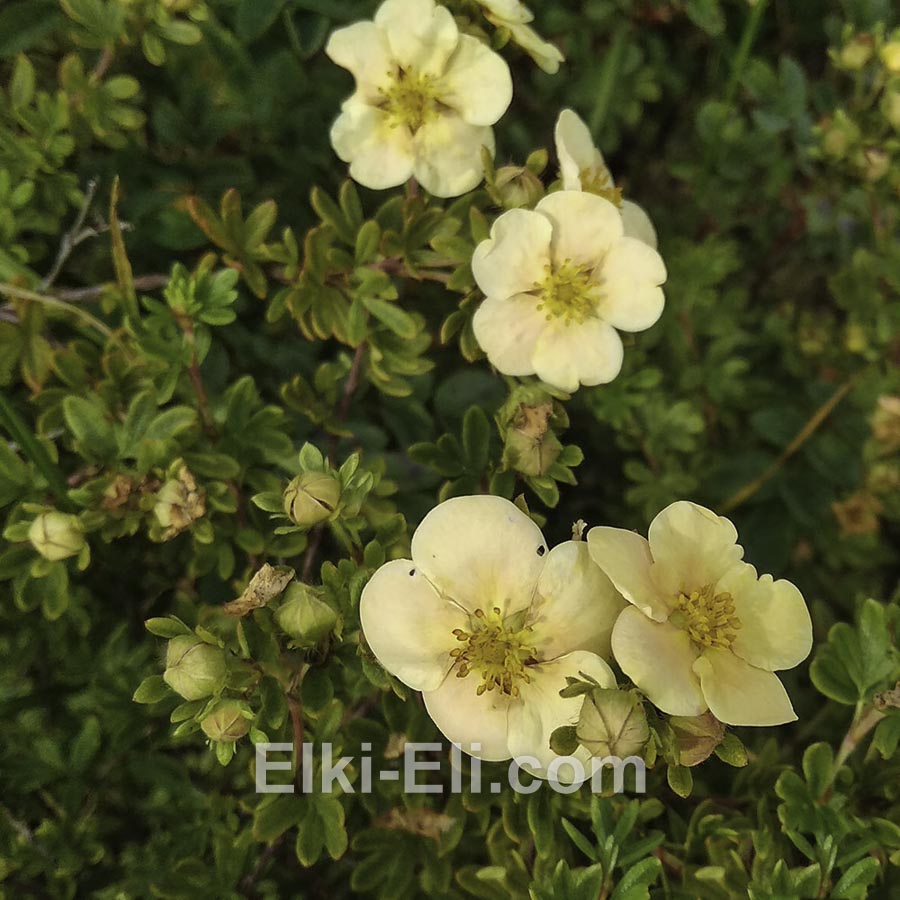 Лапчатка кустарниковая Daydown в горшке, фото Лапчатка кустарниковая Daydown в горшке, фото