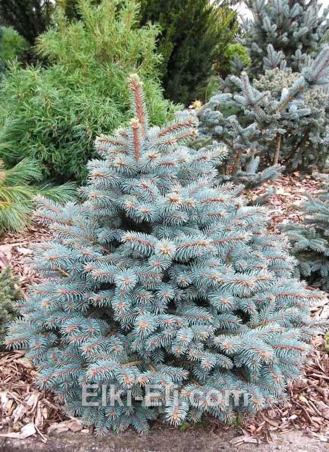 Ель колючая Костер