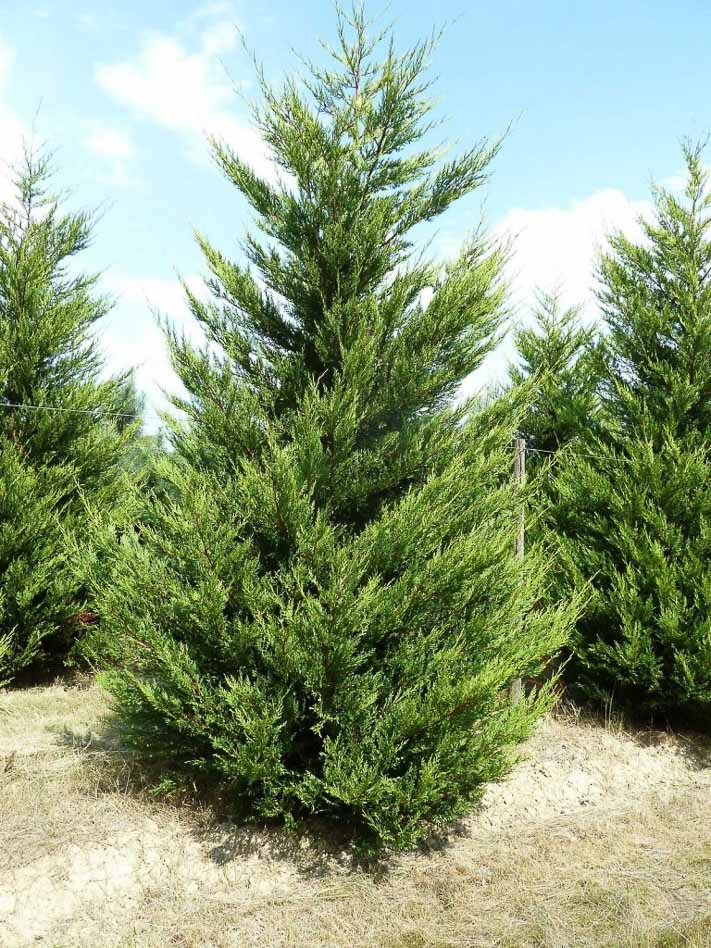 Кипарисовик Лейланда в питомнике растений