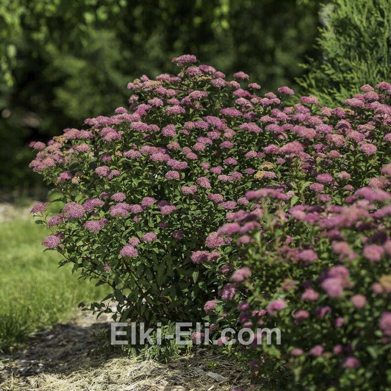 Спирея японская Anthony Waterer, фото а ландшафте
