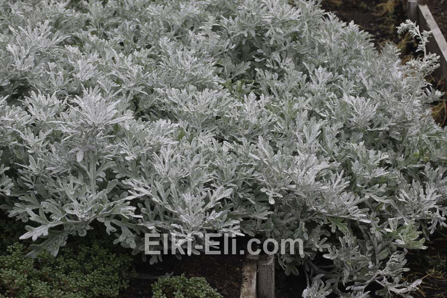 Полынь Стеллера в горшке в ландшафте, фото