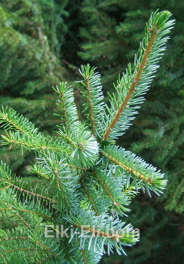 Ель сербская.