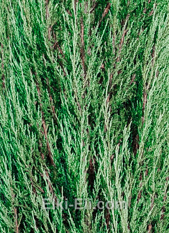 Можжевельник скальный скайрокет, фото хвои