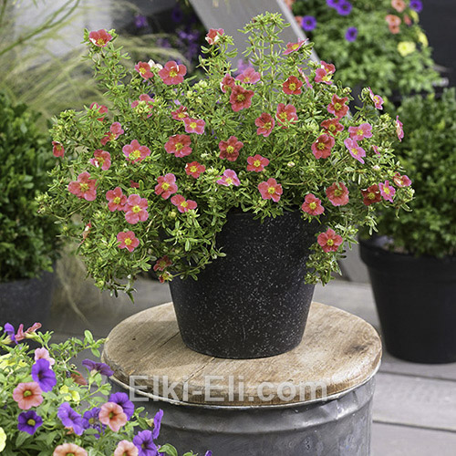 Лапчатка кустарниковая Bellissima в горшке 0,20-0,40 М, фото