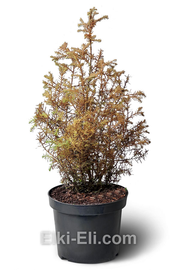 Туя западная Ericoides 20-60 см