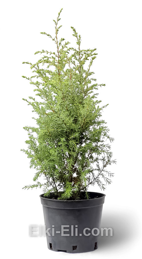 Можжевельник Hibernica 40-80 см Можжевельник Hibernica 40-80 см