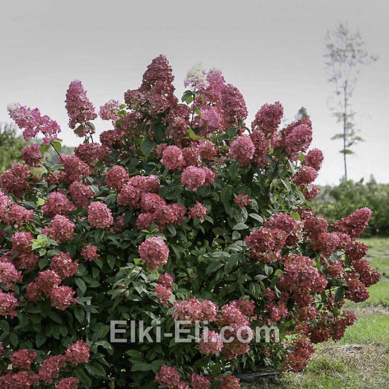 Гортензия метельчатая Magical Fire в горшке, фото в ландшафте