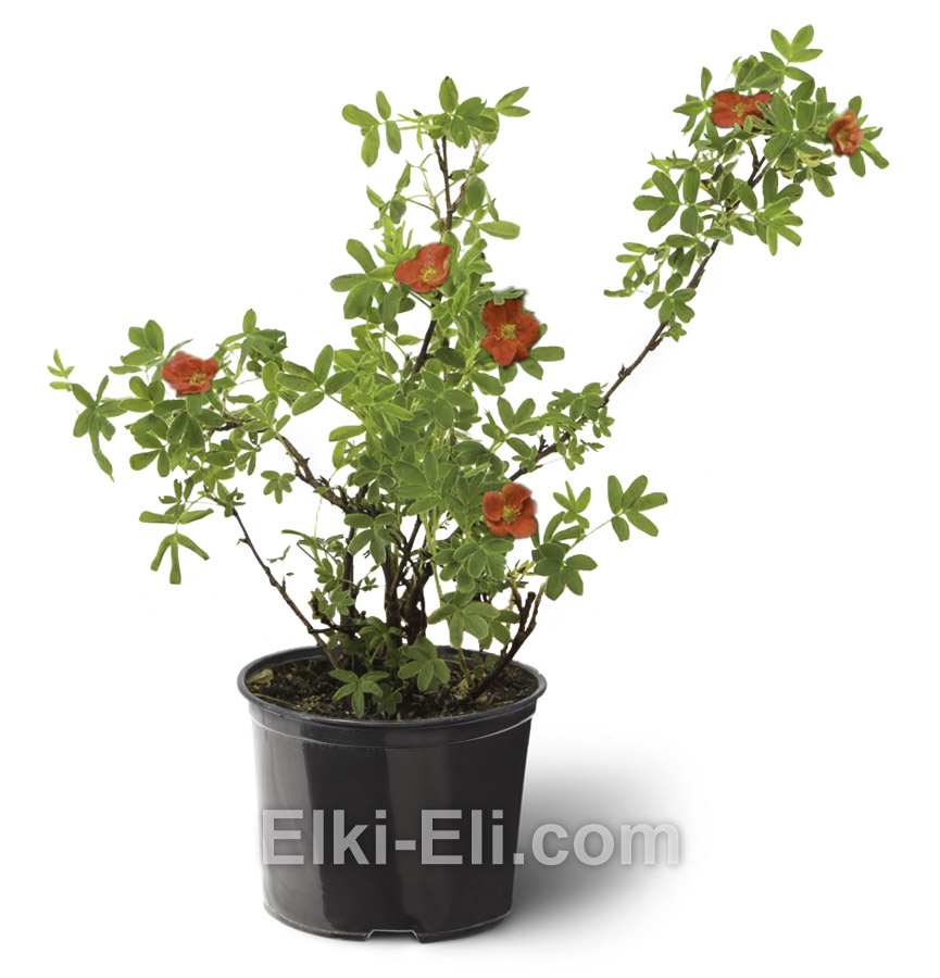 Лапчатка кустарниковая Red Ace в горшке 0,20-0,40 М, фото Лапчатка кустарниковая Red Ace в горшке 0,20-0,40 М, фото