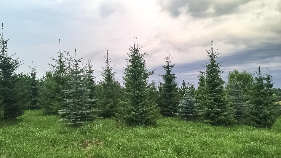  Большие русские ёлки уже в продаже — выбирайте свою ёлку к Новому году!