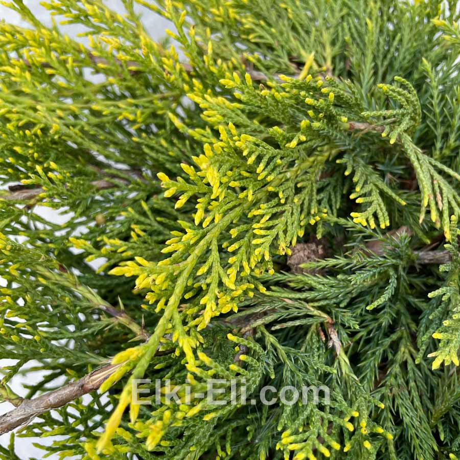 Можжевельник средний Old Gold в горшке 0,40-0,60 м, фото хвои