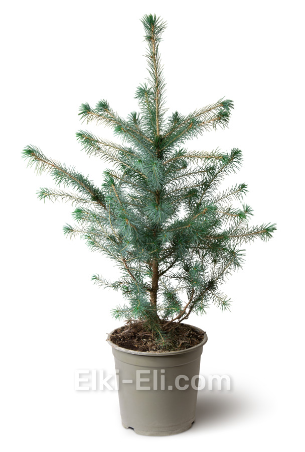 Ель сербская в промышленном горшке, 40-60 см, фото