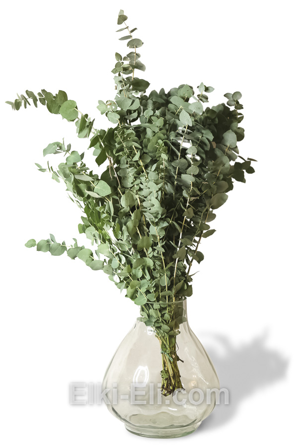 Листья эвкалипта зелёного