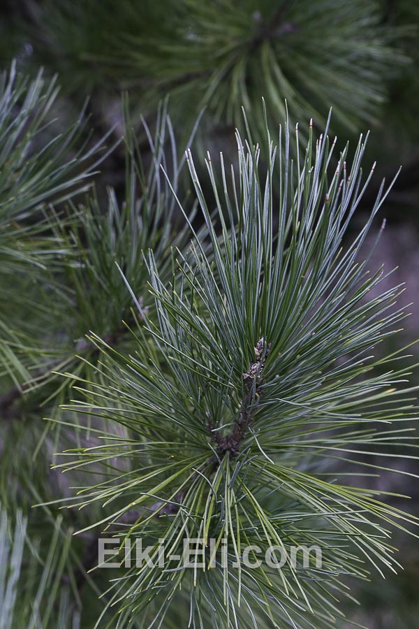 Сосна Румелийская, фото хвои Сосна Румелийская, фото хвои