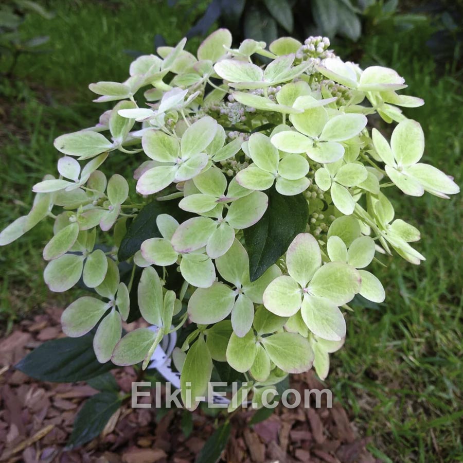 Гортензия метельчатая Pastelgreen в горшке, фото