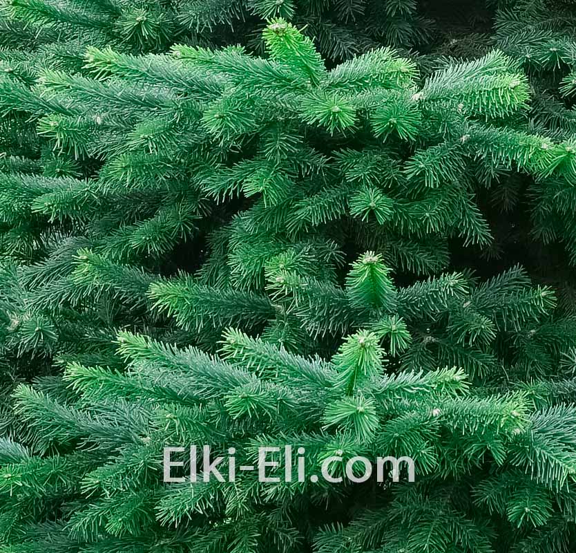 Скандинавская пихта, фото хвои