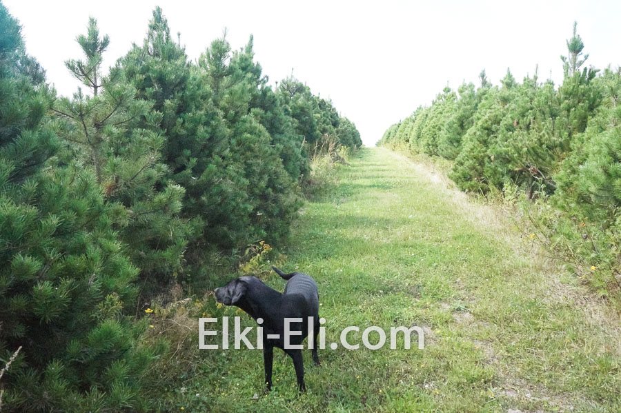 Канадская сосна (Сосна Конторта), живое новогоднее дерево в питомнике, фото