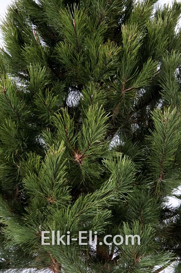 Канадская сосна (Сосна Конторта), живое новогоднее дерево в питомнике, фото