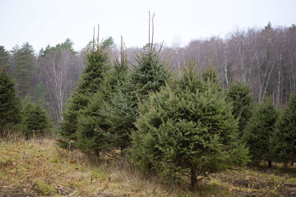 Ель канадская как элемент ландшафтного дизайна