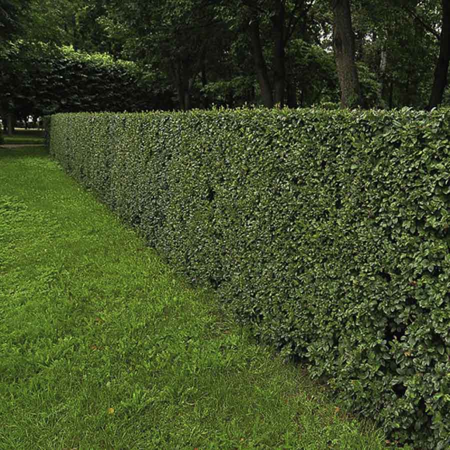 Кизильник блестящий в качестве живой изгороди, фото