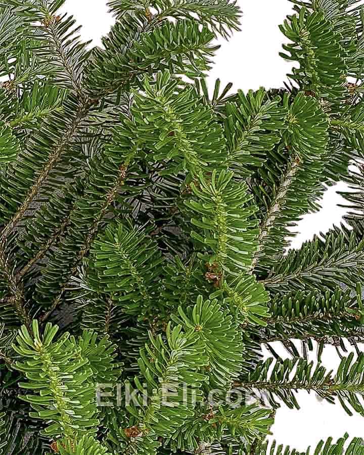 Лапник (ветки) пихты корейской для декорирования, фото хвои