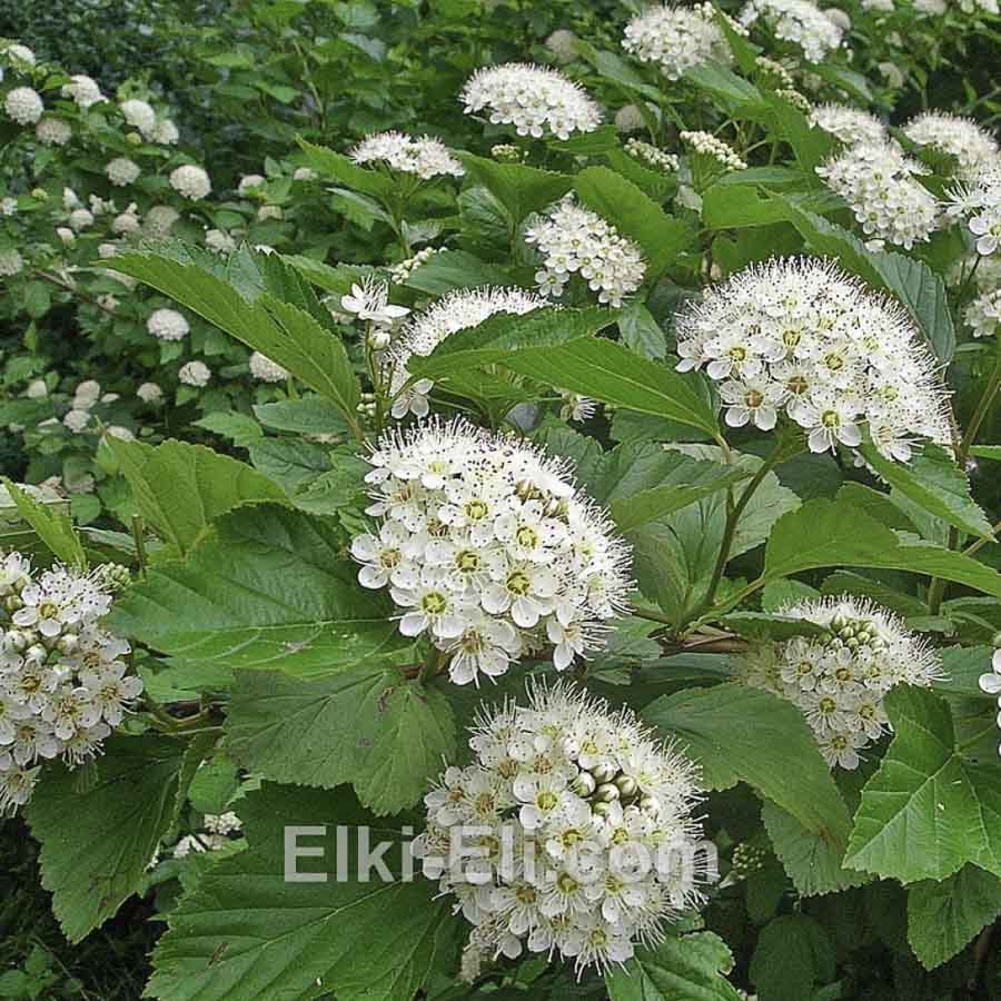 Пузыреплодник калинолистный, фото соцветий