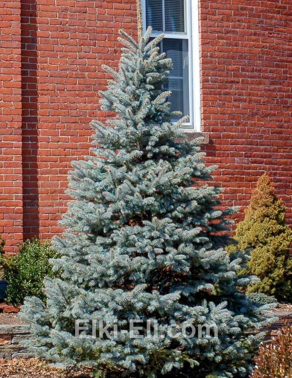 Ель колючая Хупси Ель колючая Хупси