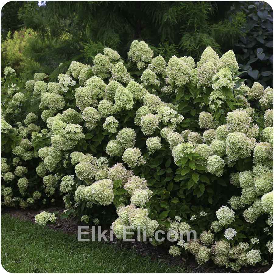 Гортензия метельчатая Polar Bear в горшке, фото в ландшафте