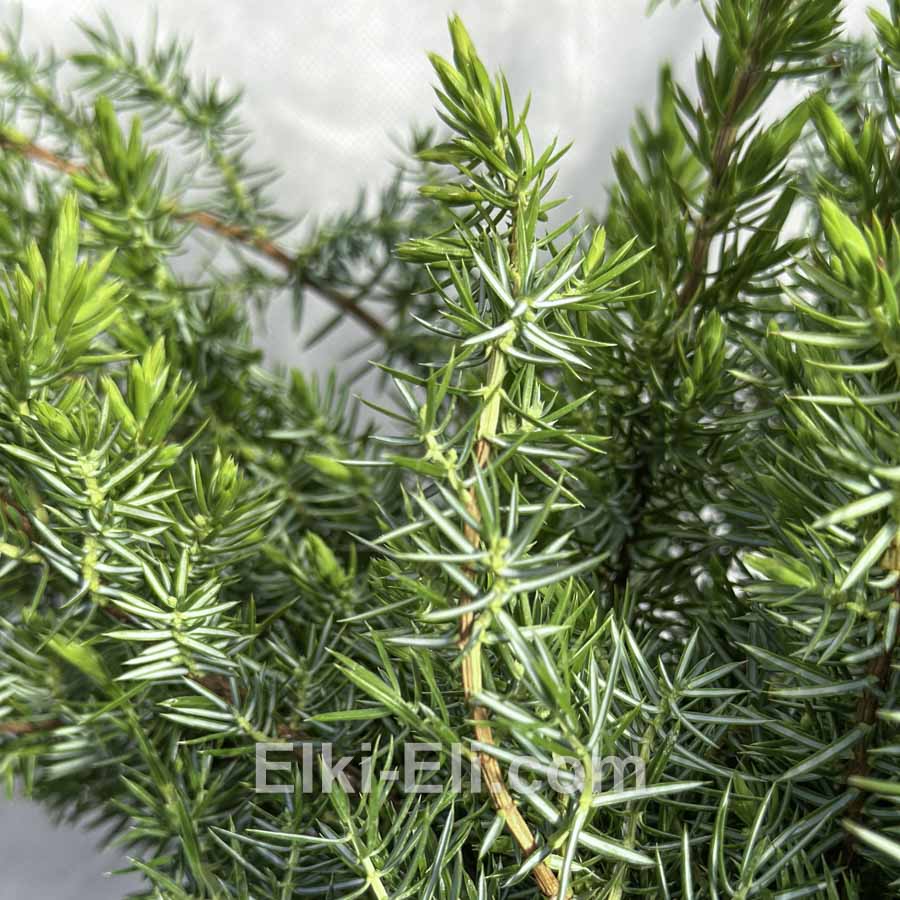 Можжевельник прибрежный Schlager в горшке Можжевельник прибрежный Schlager в горшке