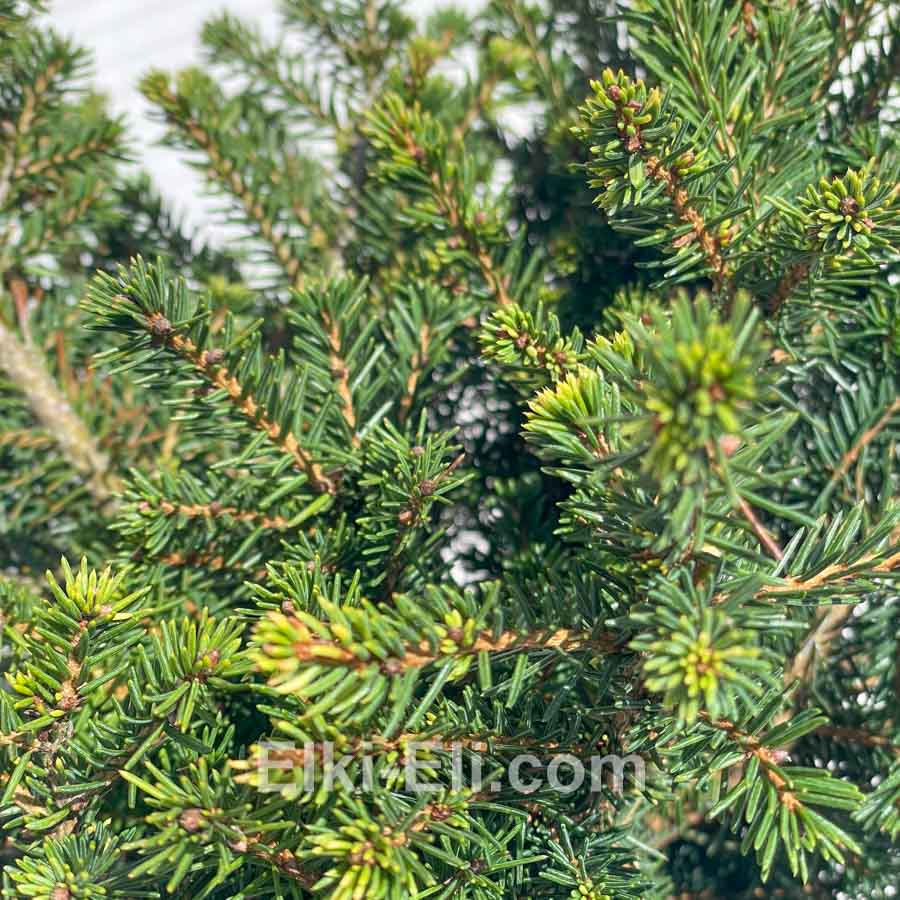 Ель сербская Карел 20-40 см в горшке 3 л