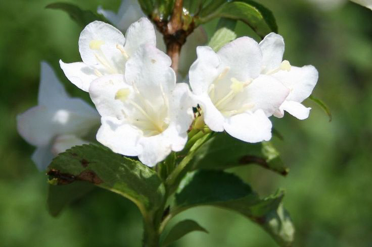 Соцветие Вейгелы Snowflake