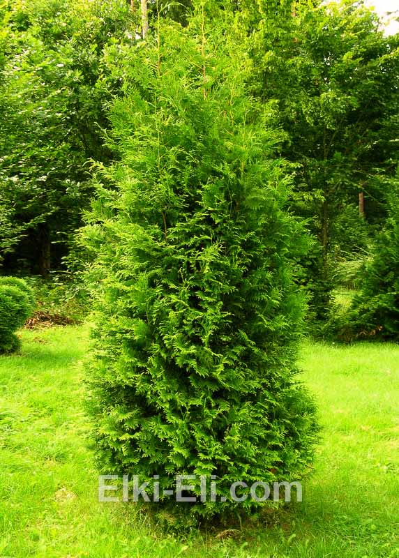 Туя западная брабант фото в ландшафтном дизайне