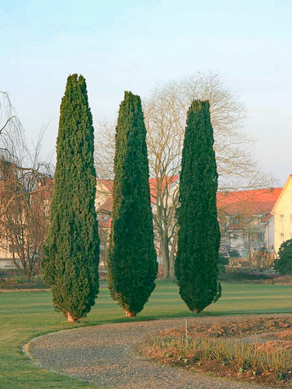 Тис ягодный Fastigiata Robusta в городском озеленении Тис ягодный Fastigiata Robusta в городском озеленении