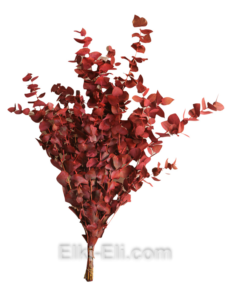 Эвкалипт красный