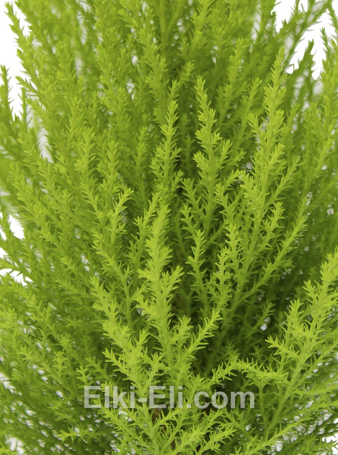 Кипарисовик Голдкрест Вилма в горшке, фото хвои