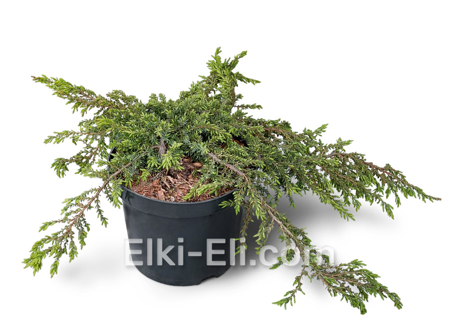 Можжевельник обыкновенный Green Carpet в горшке Можжевельник обыкновенный Green Carpet в горшке