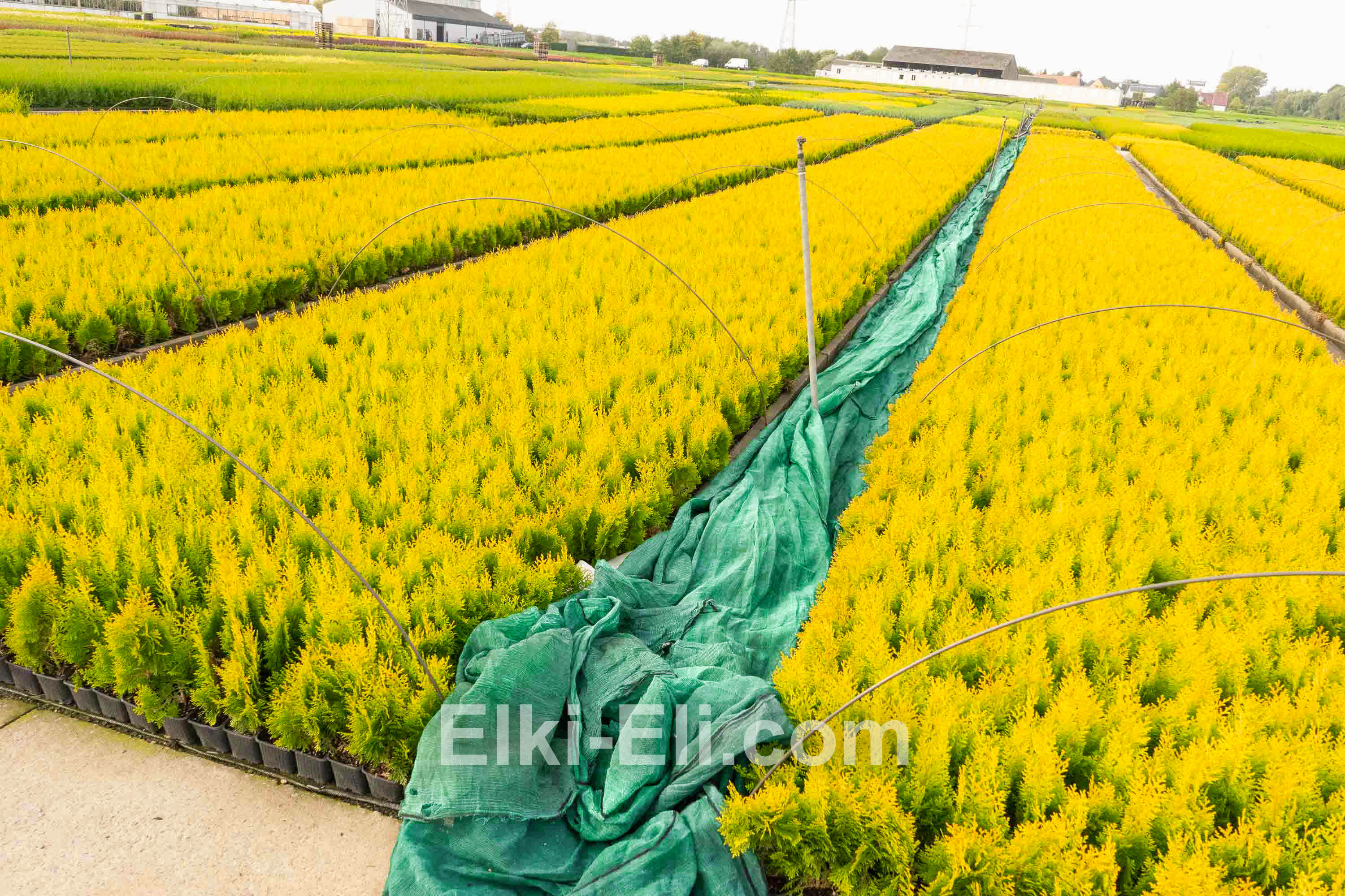 Туя западная европа голд, живое новогоднее дерево в питомнике, фото