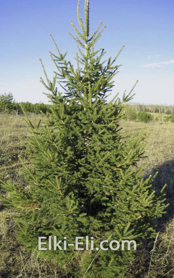 Русская елка, живое новогоднее дерево в питомнике, фото
