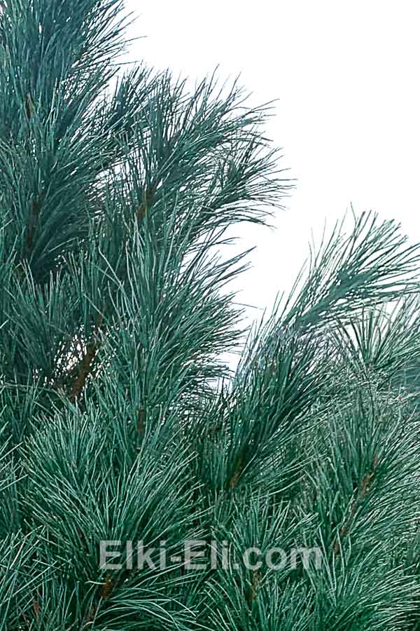 Кедр уссурийский в горшке, фото хвои Кедр уссурийский в горшке, фото хвои