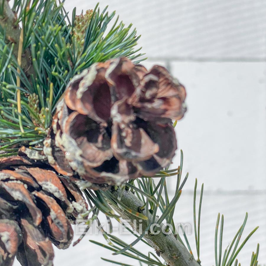 Сосна мелкоцветковая Negishi, фото хвои