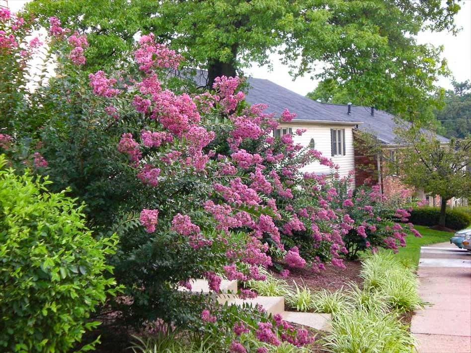 Спирея Иволистная в ландшафтном дизайне